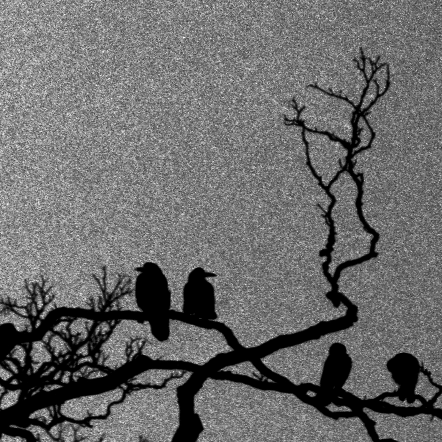 Rooks 11 - part of a series shot on 35mm film at dusk around Dorset